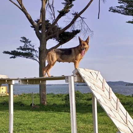 DanEricDogCare's profile picture. Dog training, dog play group,dog boarding, grooming and bathing, dog walking,sale of dogs/pups. +256788839424