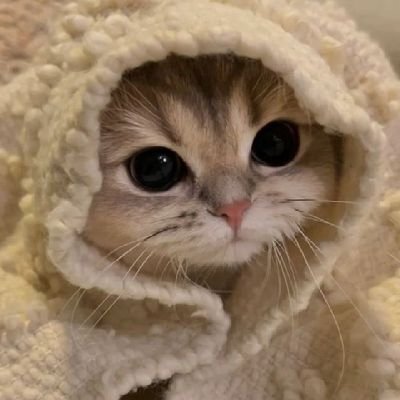 areebaahmed0's profile picture. Meaningful