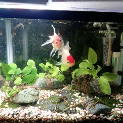 MIJIOJIKEN's profile picture. 【所長紹介】小学生の頃？から魚を飼っていますが、やってること自体は当時のまま🐟ビオトープ・小型水槽・空きビン・プラケースなどなど…「楽しめる範囲」でやっています😘日記がわりにTwitterをはじめましたが、せっかくなので色々とチャレンジしていきます🙋元民間系シンクタンク職員。現在は「ミジンコおじさん研究所」所長。