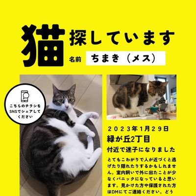 神奈川県相模原市中央区緑が丘付近で飼い猫が迷子になりましたが、無事見つかりました！
みなさんありがとうございました！