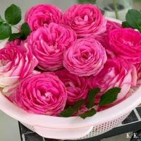 Suresh Kumar (@sureshtfs) 's Twitter Profile
