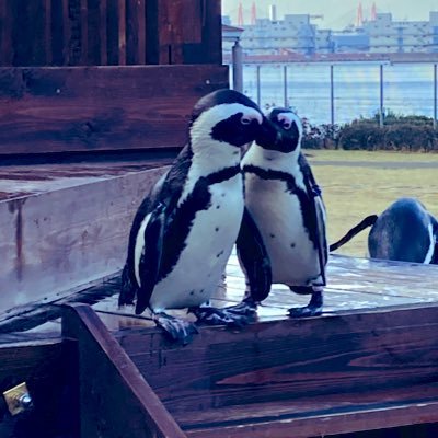 flypenguinsky Profile Picture