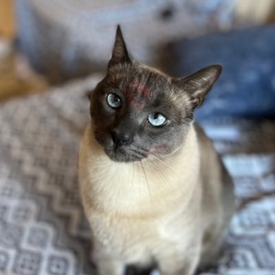 Gaucha, Gremista, Conservadora, amante de gatos😺