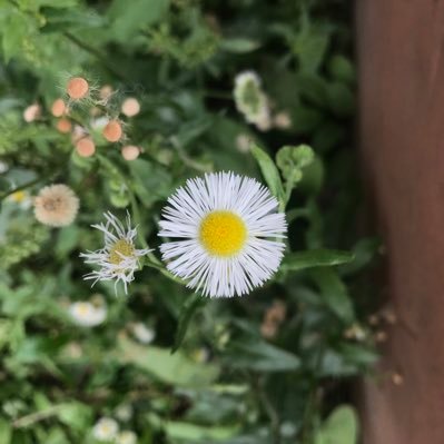 Scrolock's profile picture. 