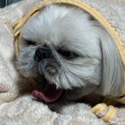 Züm1さんのプロフィール画像