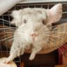 __chir's profile picture. チンチラ♀(シナモン)のちろる。2017.6/15生まれ。2018.2/13お迎え。仲良くしてください(っ◜ω◝c )♡