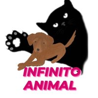 🐾🐈 InfinitoAnimal🐕🐾🇻🇪 (@infinitoanimal) 's Twitter Profile