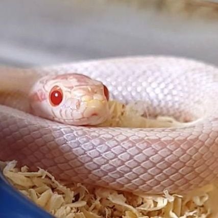 ib_cornsnake Profile Picture