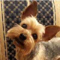 Bodljikava 🇷🇸 (@bodljikava) 's Twitter Profile