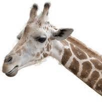 Why was the giraffe so well respected at the zoo?……. Because everybody looked up to him.!!!