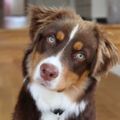 cucadir's profile picture. …