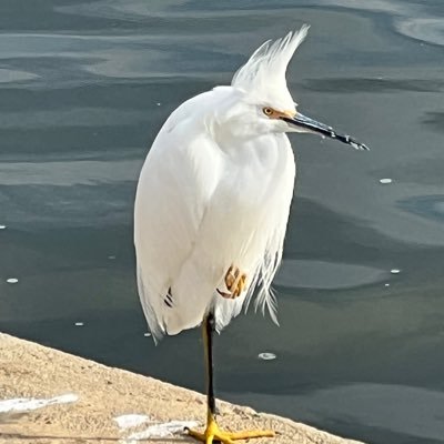 Big fan of waterfowl, especially herons. Except for seagulls because they are, you know, annoying. I like dogs better than people, no offense.