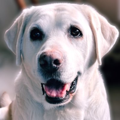 CaveInn Labradors is a Licensed AKC labrador breeder in Iowa Animal Behaviour Consultant and Certified Dog Trainer
