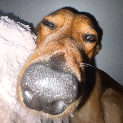 Nostalgic8420's profile picture. ooga booga