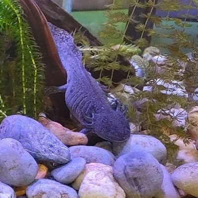 AxoloteTech's profile picture. Axolote Technologies