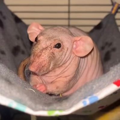 dred1496's profile picture. Uh