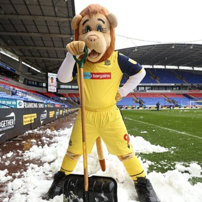 7 foot Lion, shagger, meat eater. #BWFC