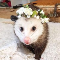 Opossum Lovers(@BorhaAhmed) 's Twitter Profile Photo