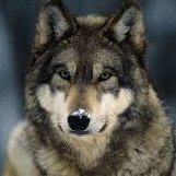 Fumei_urufu's profile picture. | 22 | Meh...