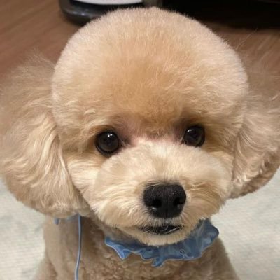 chaeyoungeuns's profile picture. everyone get more fantastical and bisexual NOW!!!!!!!!