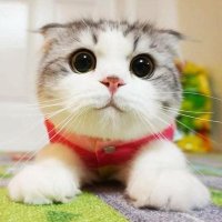 _s1ndrom (@s1nleg) 's Twitter Profile