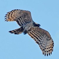 LehighMtnHawk (@lehighmtnhawk) 's Twitter Profile