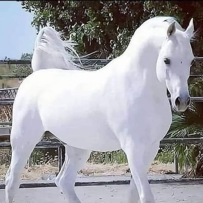 مهندس مصرى اعطوا الشباب فرصه . الثقه في الله اذكى أمل و التوكل عليه اوفي عمل . لذا فان الامال الكبيره تصنع العظماء
