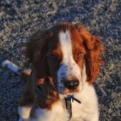 Williamtells7's profile picture. Retired