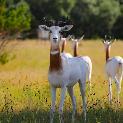 https://t.co/taClfasYJ5

Wild Life Buyer Marketplace
Built by ranchers for ranchers!!
830-232-6003 for WLB help or questions