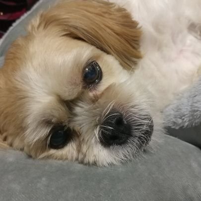 hesedvihuela's profile picture. 예랑 1900일, 2016.5.10-2021.7.22. 몽 14살, 2022.3.4
하랑 2016.5.10 태어남. 소망  나한테 온 2015.10~, 2022.1~ 집고양이