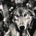lone wolf (@allofusorallofu) Twitter profile photo lone wolf (@allofusorallofu) Twitter profile photo