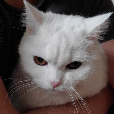 bucketfiller101's profile picture. Trigeminal V