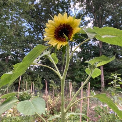 SafeChemWorld's profile picture. Focused on good health