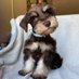 Oliver and Bogart, Miniature Schnauzers (@schnauzeroliver) Twitter profile photo Oliver and Bogart, Miniature Schnauzers (@schnauzeroliver) Twitter profile photo