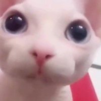 Jenny (@jennytimez) 's Twitter Profile