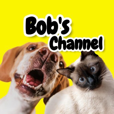 Bob's Channel is a channel with compilations of funny videos: videos about cats, dogs and many other funny animals. Funny cats and other funny animals will be p