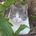 @yolo_cat_blog_1