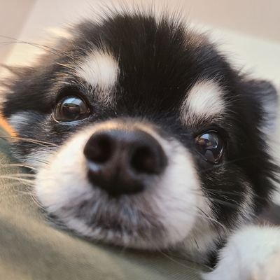 mohumohu_pon6's profile picture. 成人済 ワンコ、お笑い、ゲーム、イラストを見てほくほくしているひと。