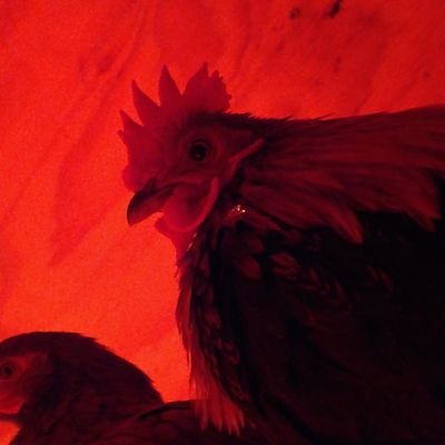 IronGlasscock Profile Picture