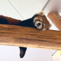 イチ壁打ち (@yichi_bmb) Twitter profile photo