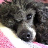 nanaoko70 (@nanaoko70) 's Twitter Profile Photo nanaoko70 (@nanaoko70) 's Twitter Profile Photo
