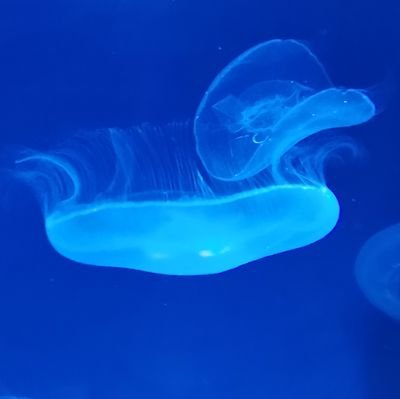 登羅天夢TORAAMEさんのプロフィール画像