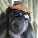 Scott McCrimmon - @Borealopithecus - Twitter