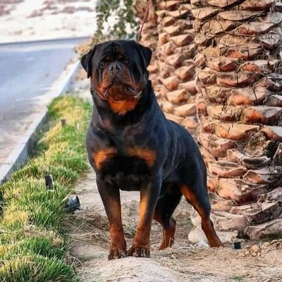 🐾 Daily Rottweiler Content 🐾
🖤 Follow To Join Our Rottweiler Community