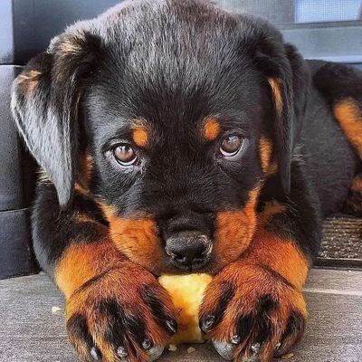 🐾 Daily Rottweiler Content 🐾
🖤 Follow To Join Our Rottweiler Community❤️💕🥰
