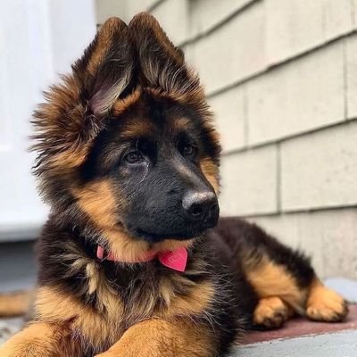 🐾 Daily German Shepherd  Content 🐾
🖤 Follow To Join Our German Shepherd Community 🖤