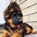 German Shepherd (@germans_hepherd) Twitter profile photo German Shepherd (@germans_hepherd) Twitter profile photo