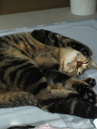 hiroki_scars's profile picture. メタルと猫を愛してます。基本チラ裏レベルのつぶやきしかしてません。