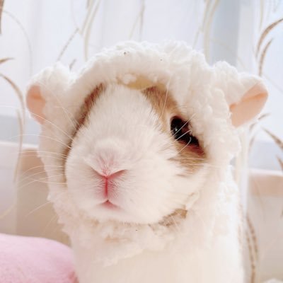 うさぎのもこ🐰2歳です🎂無言フォロー失礼します🙇‍♀️Instagramも、良かったら見てください💗