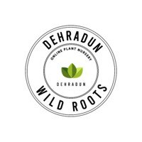 WILD ROOTS (@wildroots_store) 's Twitter Profile